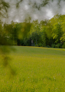 Branch from the photoseries Hunting by Francesco Futterer, a freelance photographer based in Mannheim 