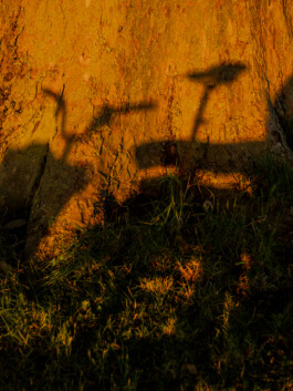 Shadow of a cyclist and Brompton projected onto a golden tree 
