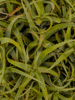 Trieste – Travel photography by Francesco Futterer 