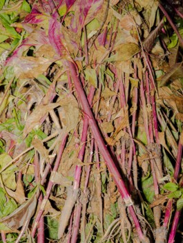 bloq Magazine – documentation photography by Francesco Futterer 