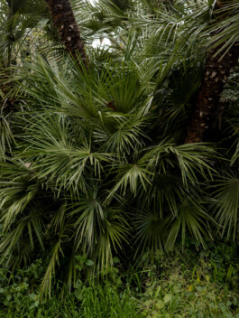 Roma – Travel photography by Francesco Futterer 