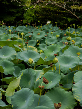 Green lotus leaves covering pond in Japanese temple garden 