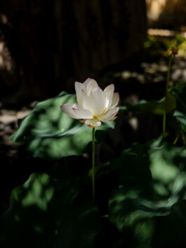 White lotus flower blooming in a temple pond in Japan 