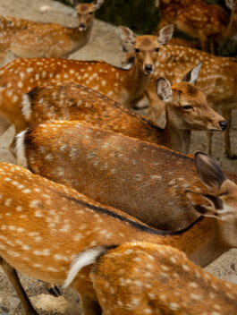 Group of sika deer resting under trees in Nara, Japan 