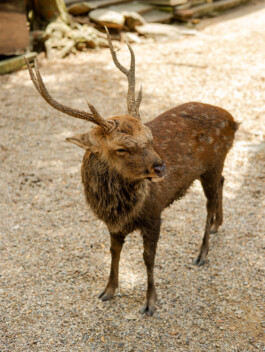 Wild deer standing on temple grounds in Nara, Japan 
