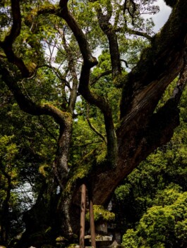 Moss and tree roots intertwining at a Japanese temple 
