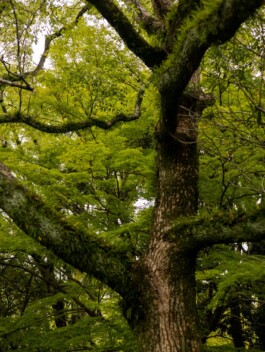 Large tree in a Japanese temple garden – nature photography 
